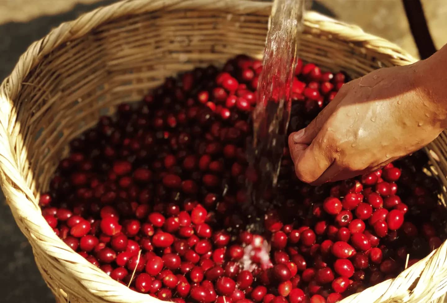 Yunnan Coffee Cherries. Coffee Cherries in a basket. Hand washed coffee cherries.